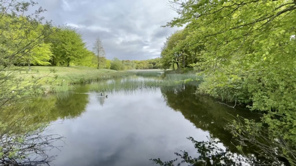 CurraghChase Forest Recreation Park - Limerick, Ireland