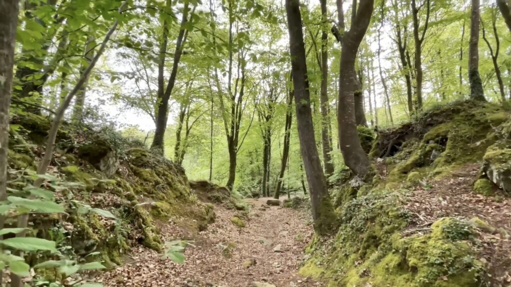 CurraghChase Forest Recreation Park - Limerick, Ireland