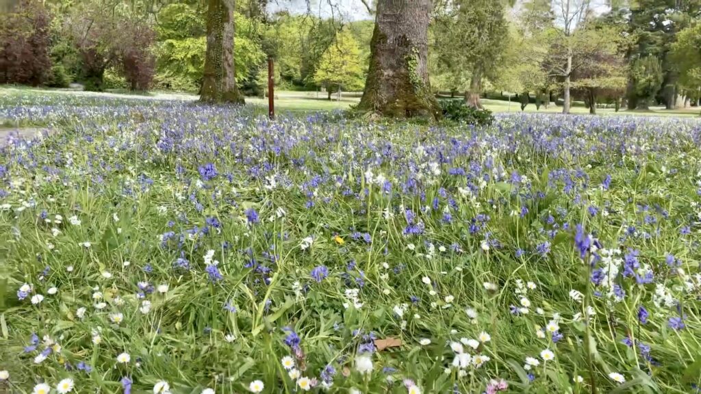 CurraghChase Forest Recreation Park - Limerick, Ireland