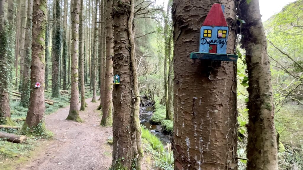 Glanageenty Forest, Kerry, Ireland