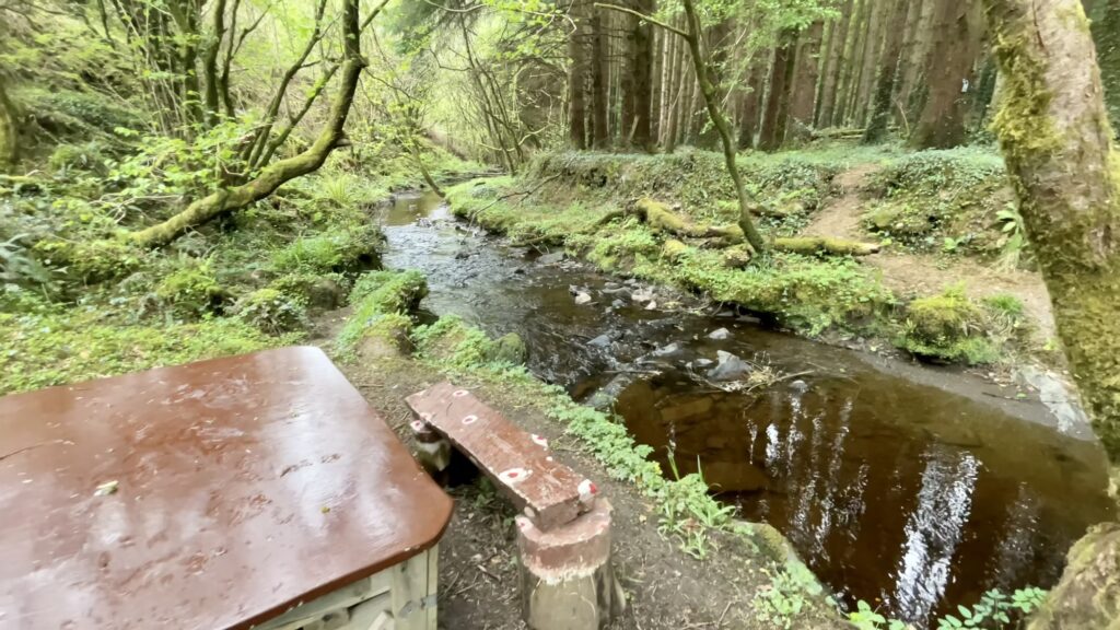 Glanageenty Forest, Kerry, Ireland