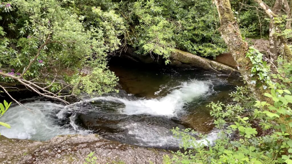 Glengarra Woods