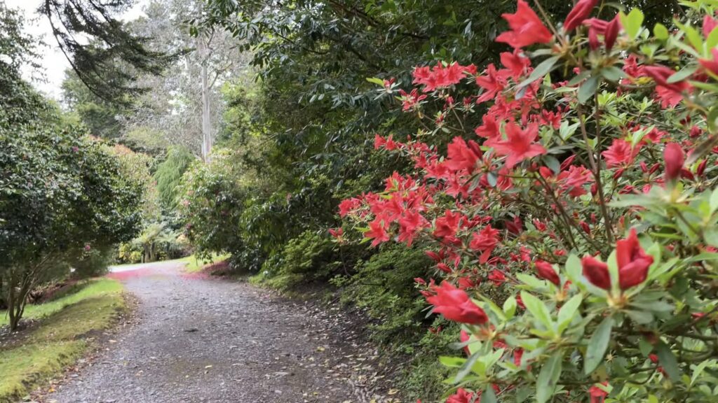 Derreen Garden, Kerry, Ireland