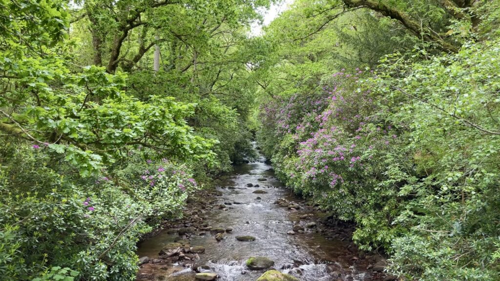 Glengarra Woods, Tipperary , Ireland