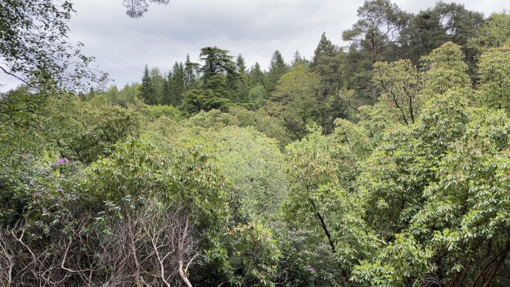 Glengarra Woods, Tipperary ,