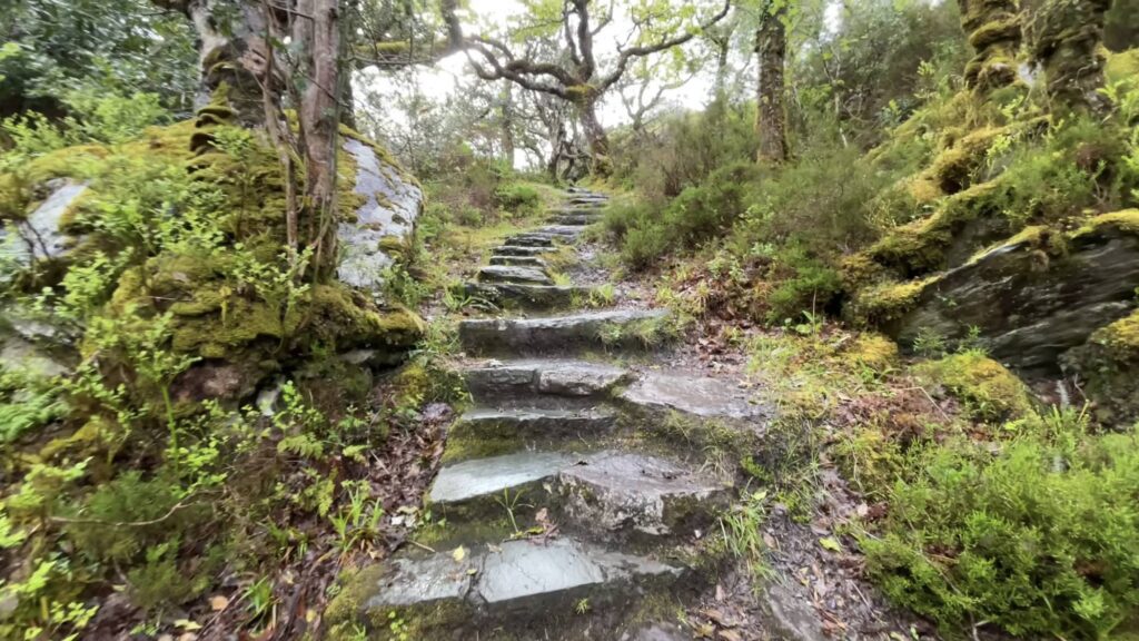 Glengarriff Woods Nature Reserve