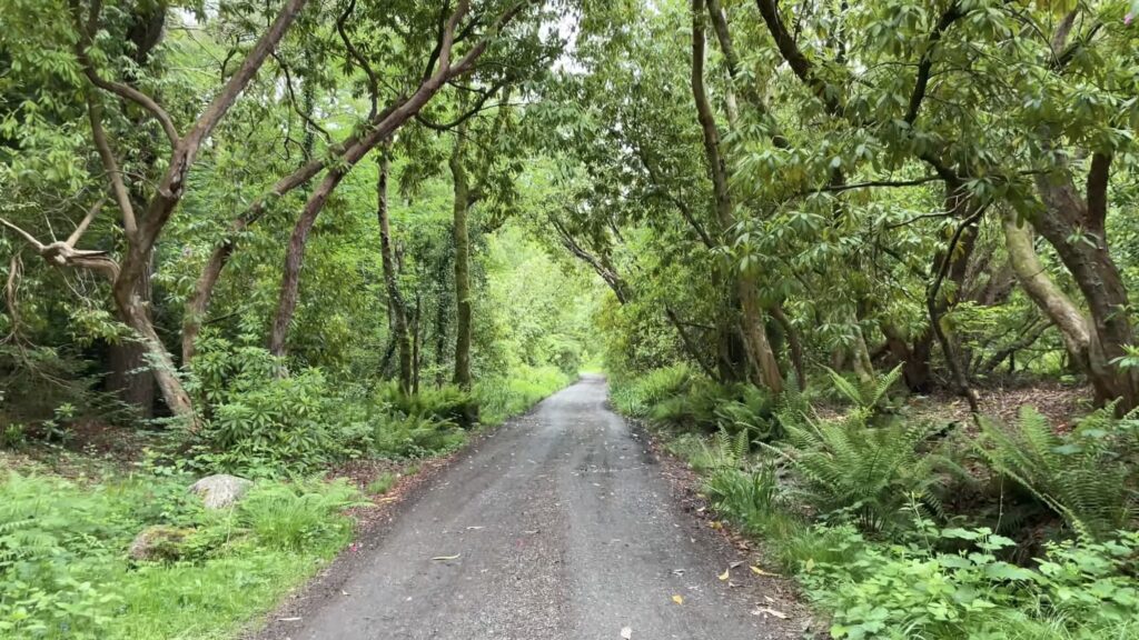 Glengarra Woods, Tipperary