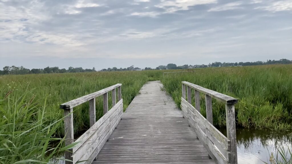 Parc naturel régional de Brière