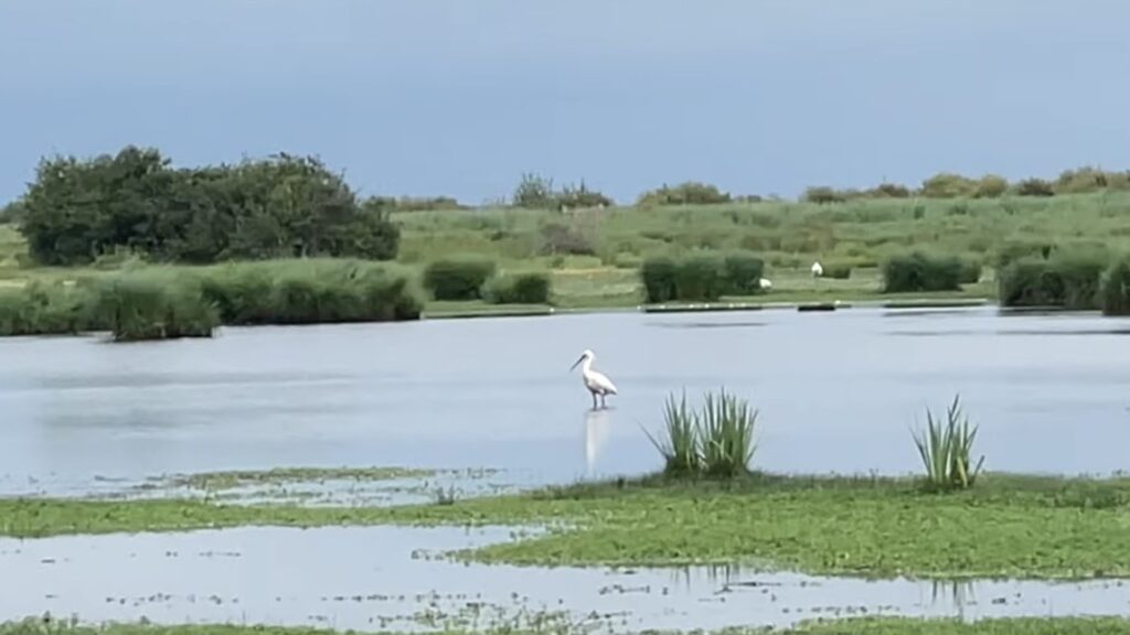 Parc naturel régional de Brière