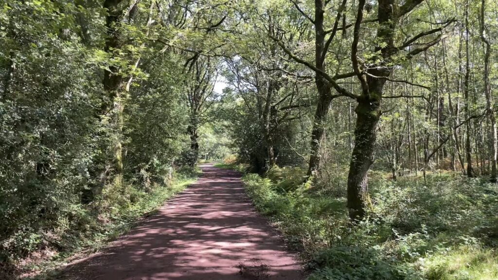 La Forêt de Brocéliande