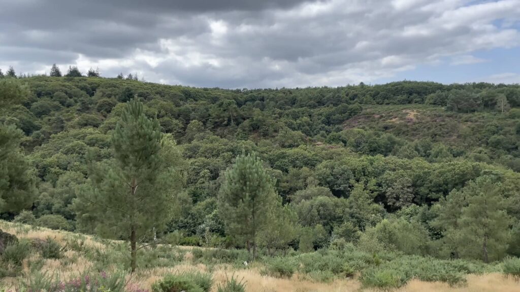 La Forêt de Brocéliande