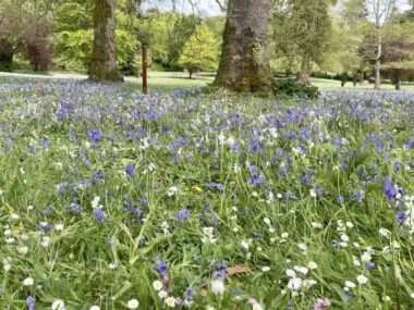 CurraghChase Forest Recreation Park - Limerick, Ireland