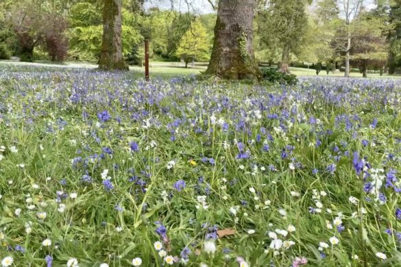 CurraghChase Forest Recreation Park - Limerick, Ireland