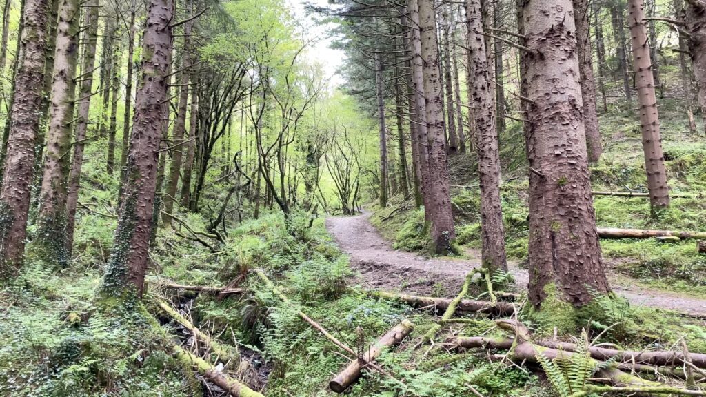 Glanageenty Forest, Kerry, Ireland