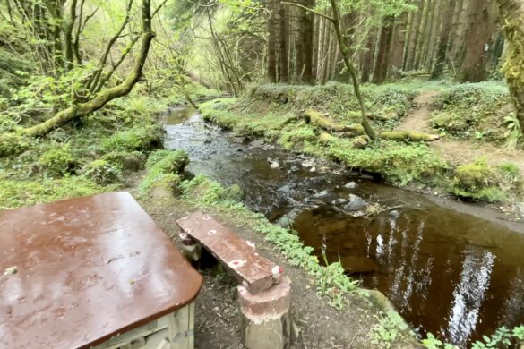 Glanageenty Forest, Kerry, Ireland
