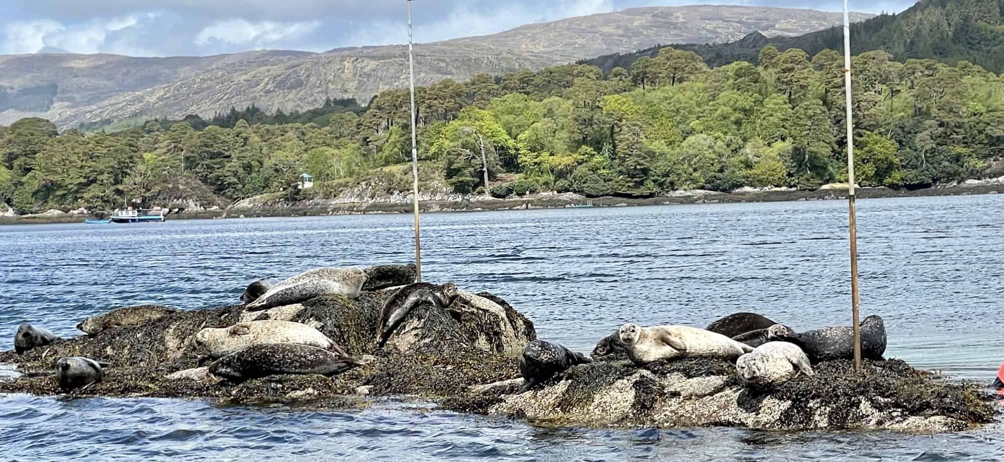 Seals near garnish island