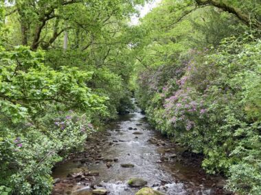 Glengarra Woods, Tipperary , Ireland