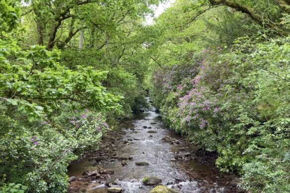 Glengarra Woods, Tipperary , Ireland