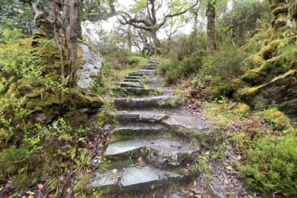 Glengarriff Woods Nature Reserve