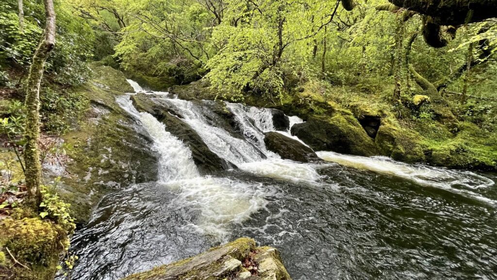 Glengarriff Woods Nature Reserve