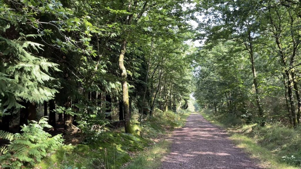 The Golden Tree of Brocéliande Forest in Brittany