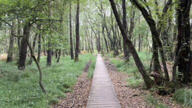 La Forêt de Brocéliande